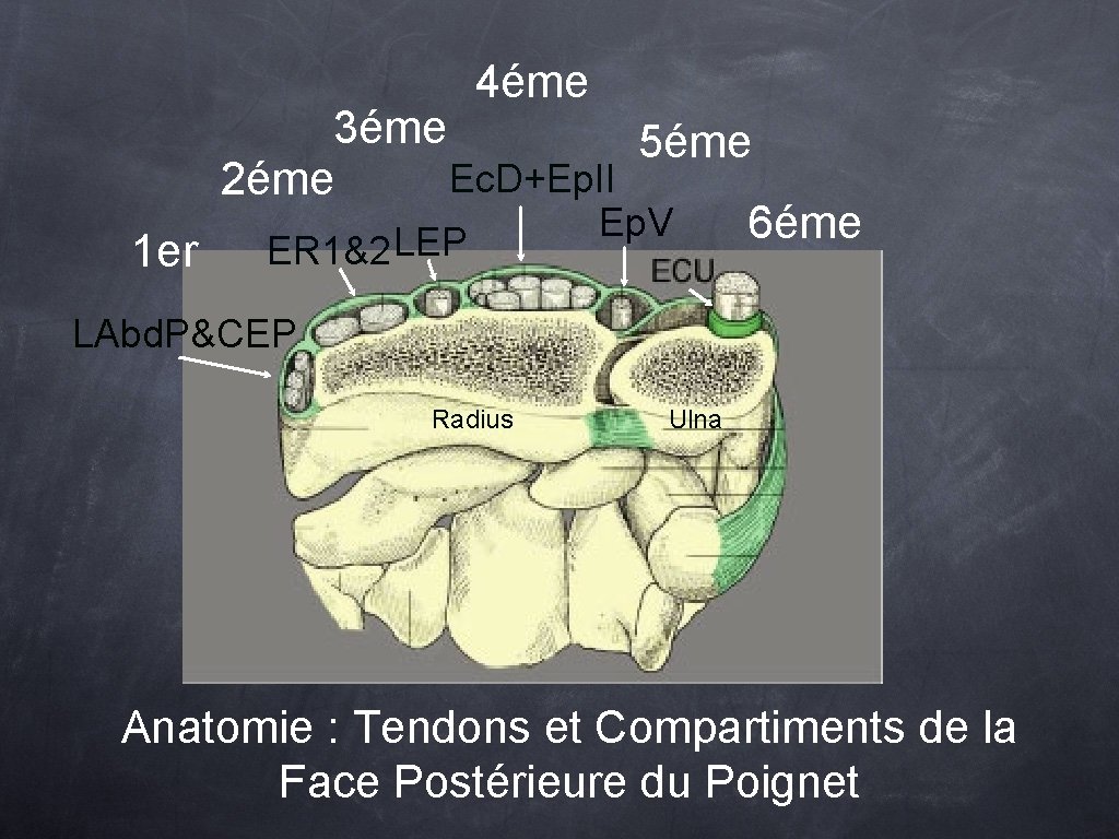 4éme 1 er 3éme 5éme Ec. D+Ep. II 2éme Ep. V 6éme LEP ER