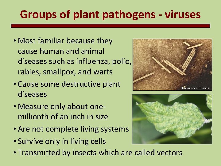 Groups of plant pathogens - viruses • Most familiar because they cause human and