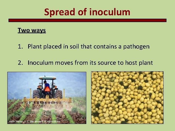 Spread of inoculum Two ways 1. Plant placed in soil that contains a pathogen