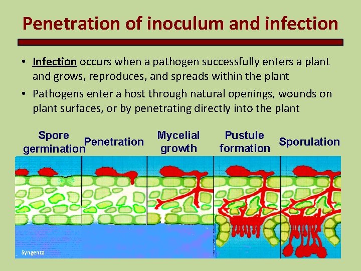 Penetration of inoculum and infection • Infection occurs when a pathogen successfully enters a