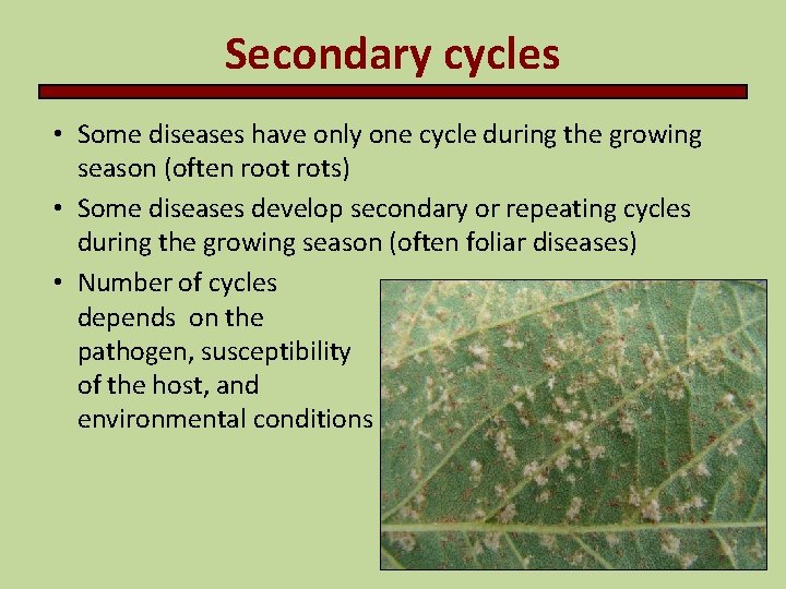 Secondary cycles • Some diseases have only one cycle during the growing season (often