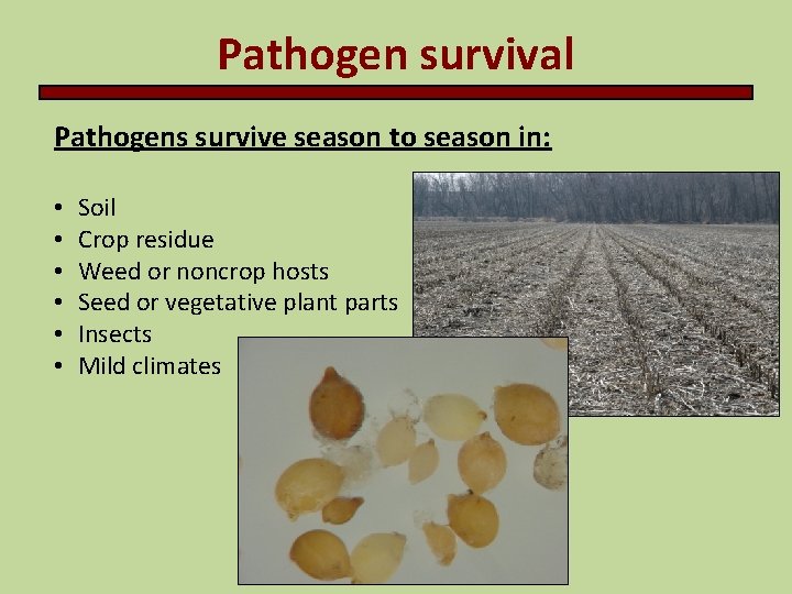 Pathogen survival Pathogens survive season to season in: • • • Soil Crop residue