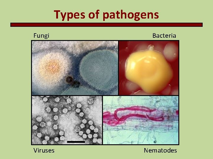 Types of pathogens Fungi Viruses Bacteria Nematodes 