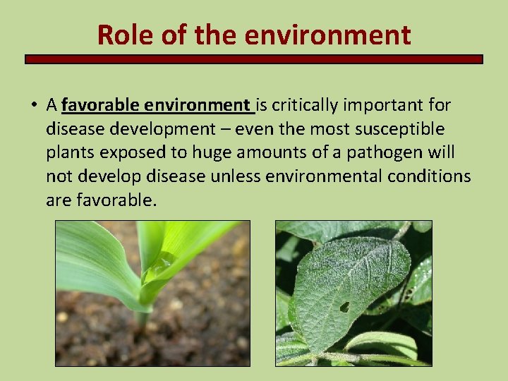 Role of the environment • A favorable environment is critically important for disease development
