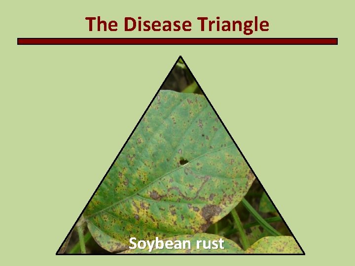 The Disease Triangle Soybean rust 