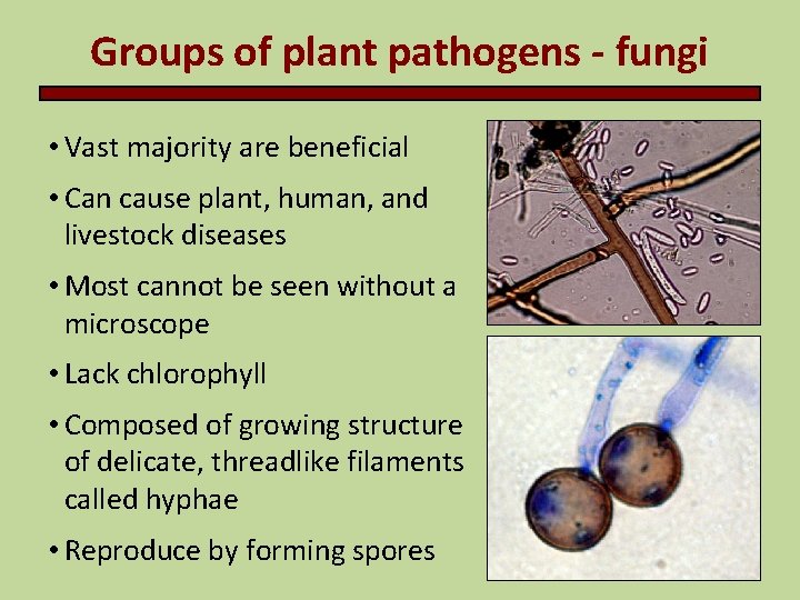 Groups of plant pathogens - fungi • Vast majority are beneficial • Can cause