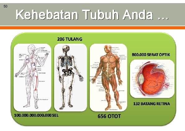 50 Kehebatan Tubuh Anda … 