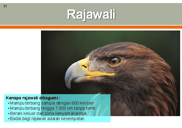 51 Rajawali Kenapa rajawali dikagumi : • Mampu terbang sampai dengan 600 km/jam •