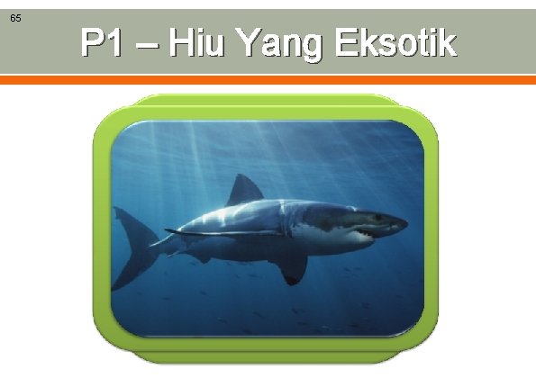 65 P 1 – Hiu Yang Eksotik 