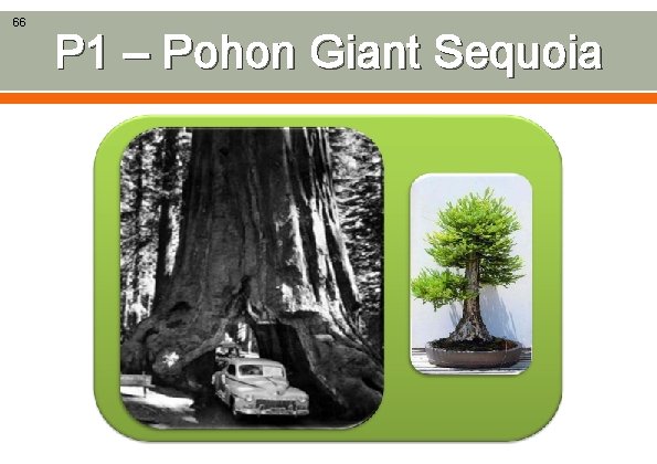 66 P 1 – Pohon Giant Sequoia 