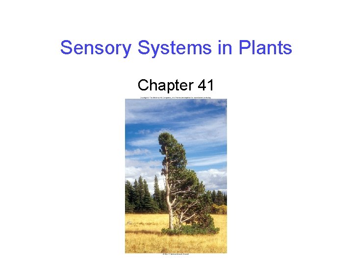 Sensory Systems in Plants Chapter 41 