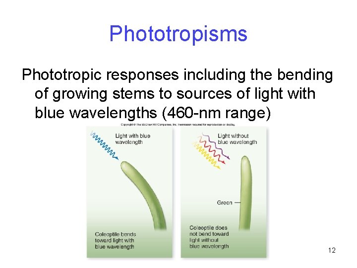 Phototropisms Phototropic responses including the bending of growing stems to sources of light with