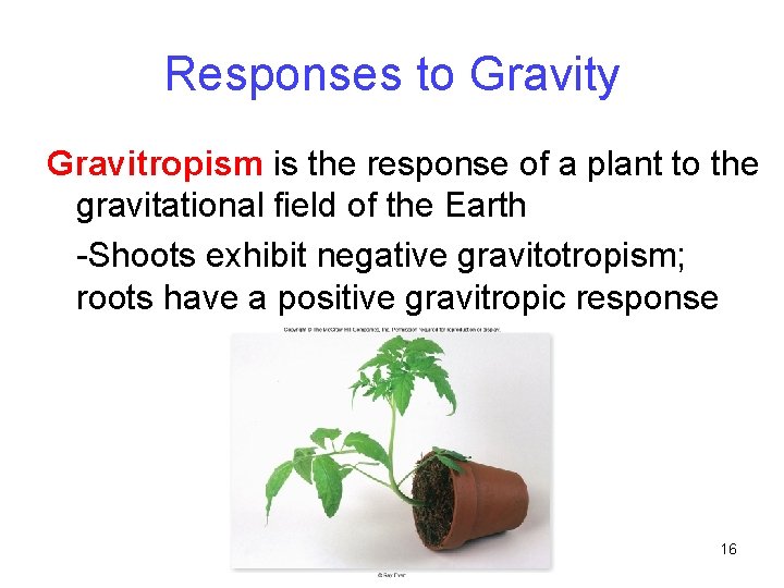 Responses to Gravity Gravitropism is the response of a plant to the gravitational field
