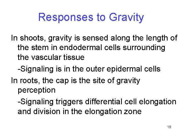 Responses to Gravity In shoots, gravity is sensed along the length of the stem