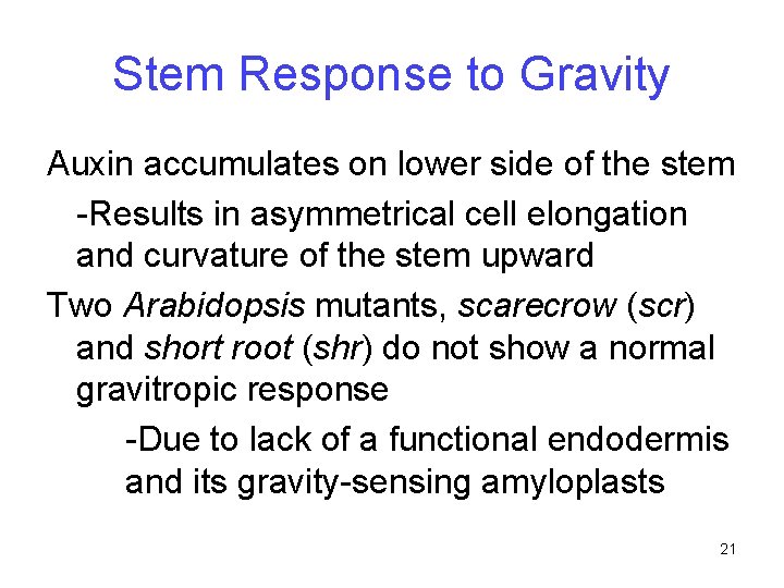 Stem Response to Gravity Auxin accumulates on lower side of the stem -Results in