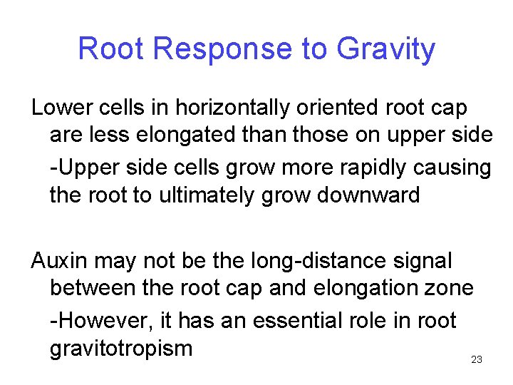 Root Response to Gravity Lower cells in horizontally oriented root cap are less elongated