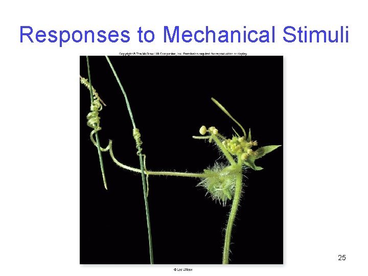 Responses to Mechanical Stimuli 25 