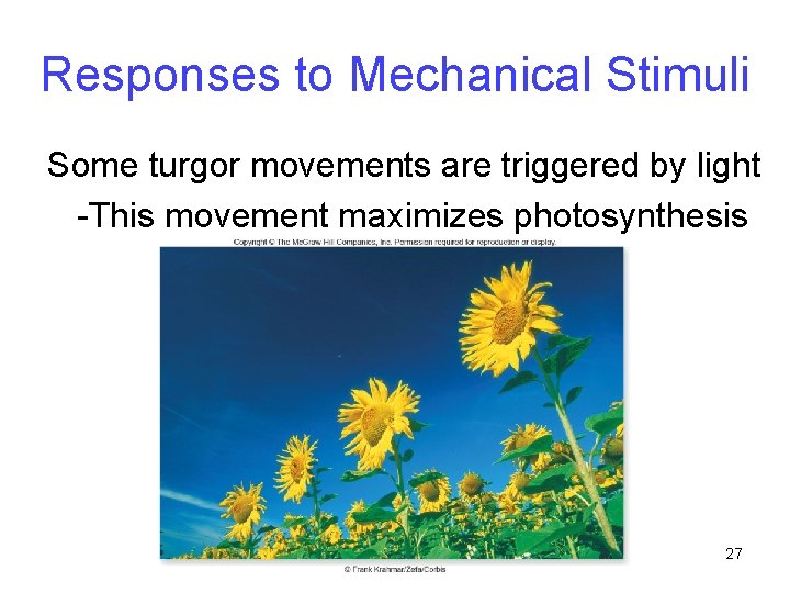 Responses to Mechanical Stimuli Some turgor movements are triggered by light -This movement maximizes