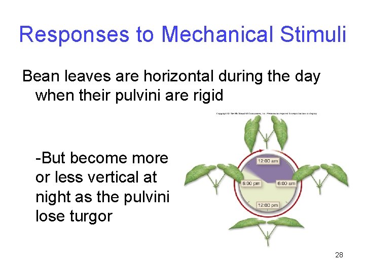 Responses to Mechanical Stimuli Bean leaves are horizontal during the day when their pulvini