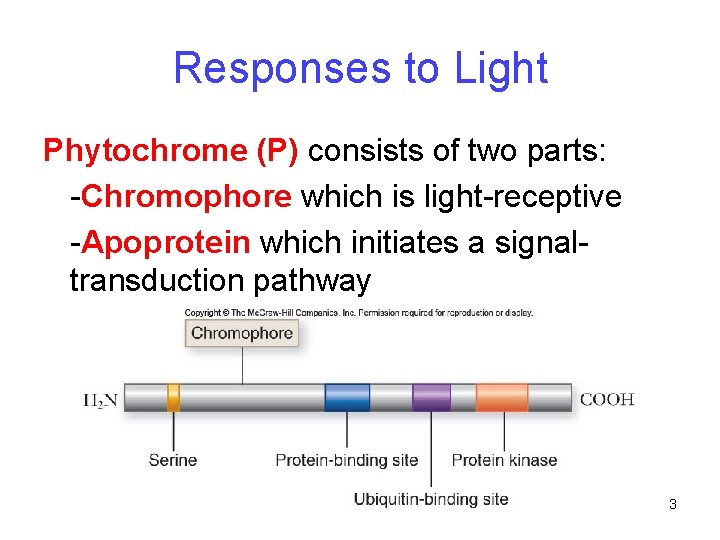 Responses to Light Phytochrome (P) consists of two parts: -Chromophore which is light-receptive -Apoprotein