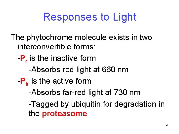 Responses to Light The phytochrome molecule exists in two interconvertible forms: -Pr is the