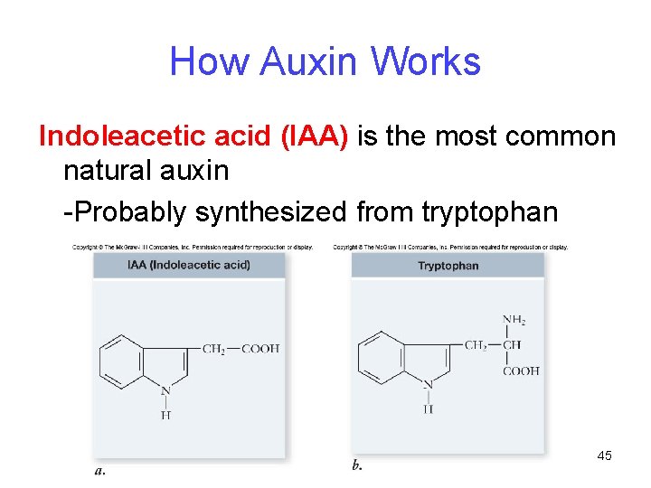 How Auxin Works Indoleacetic acid (IAA) is the most common natural auxin -Probably synthesized