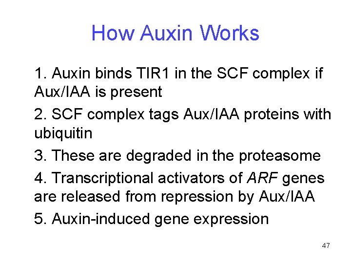 How Auxin Works 1. Auxin binds TIR 1 in the SCF complex if Aux/IAA
