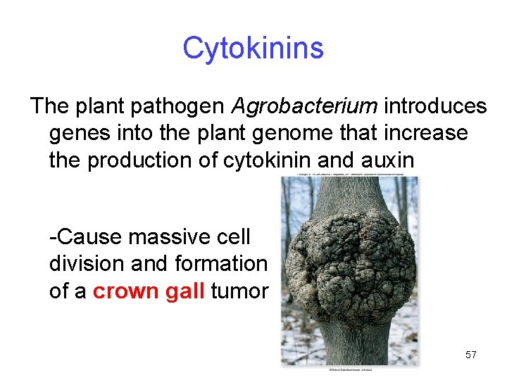 Cytokinins The plant pathogen Agrobacterium introduces genes into the plant genome that increase the