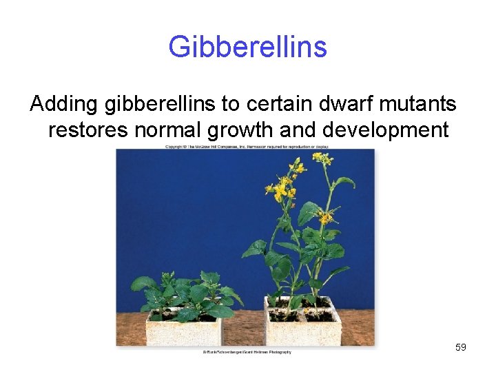 Gibberellins Adding gibberellins to certain dwarf mutants restores normal growth and development 59 