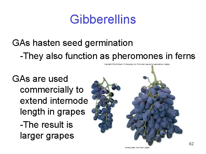 Gibberellins GAs hasten seed germination -They also function as pheromones in ferns GAs are