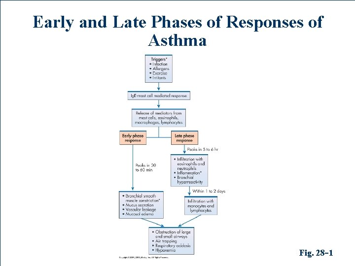 Early and Late Phases of Responses of Asthma Fig. 28 -1 