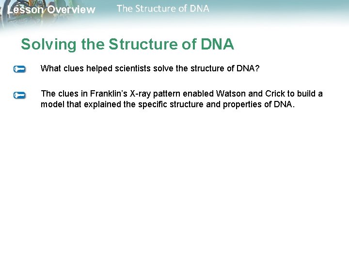Lesson Overview 12 2 The Structure of DNA