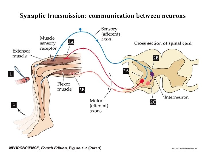 Synaptic transmission: communication between neurons 