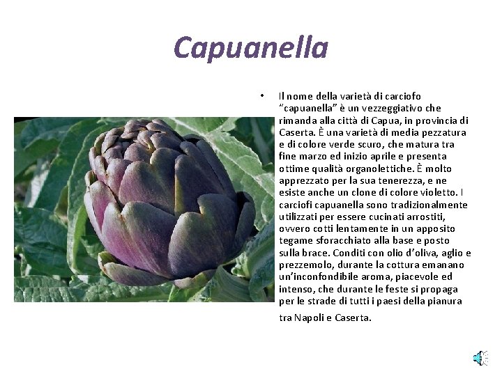 Capuanella • Il nome della varietà di carciofo “capuanella” è un vezzeggiativo che rimanda