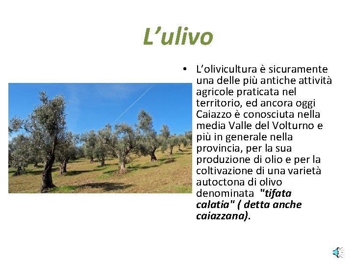 L’ulivo • L’olivicultura è sicuramente una delle più antiche attività agricole praticata nel territorio,