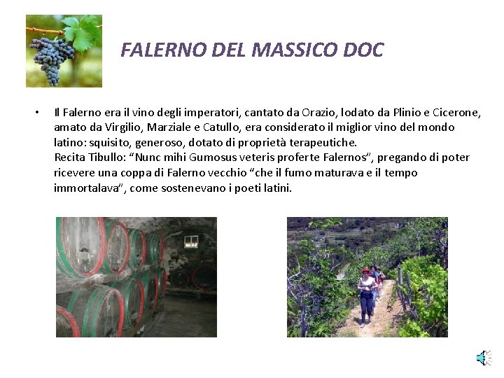 FALERNO DEL MASSICO DOC • Il Falerno era il vino degli imperatori, cantato da