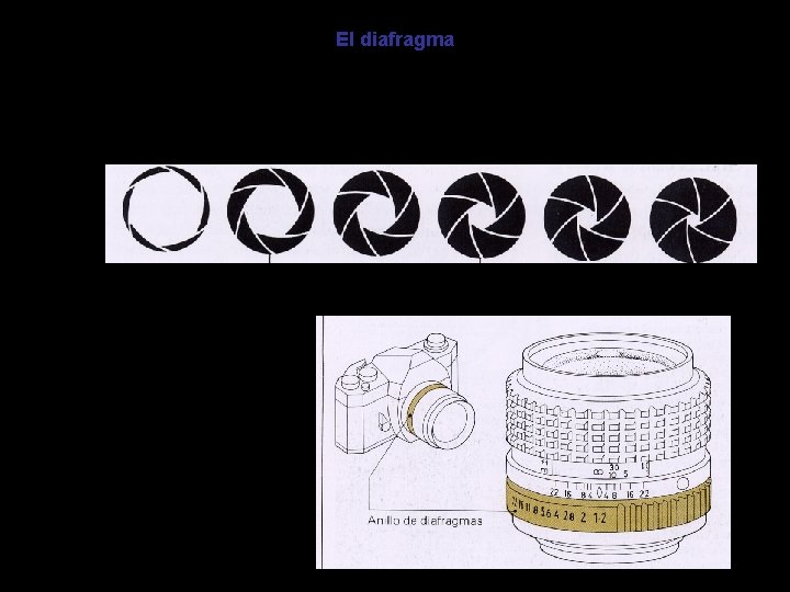 El diafragma Regula la cantidad de luz que penetra en la cámara para impresionar