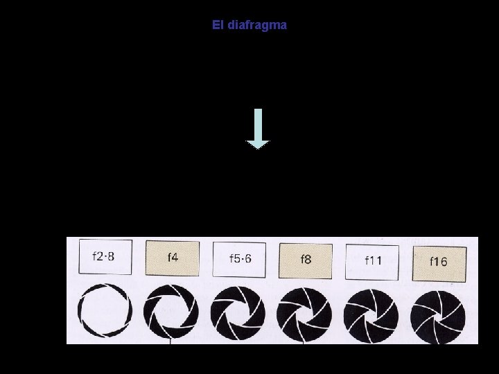 El diafragma La luminosidad depende de: - La abertura del diafragma - La distancia