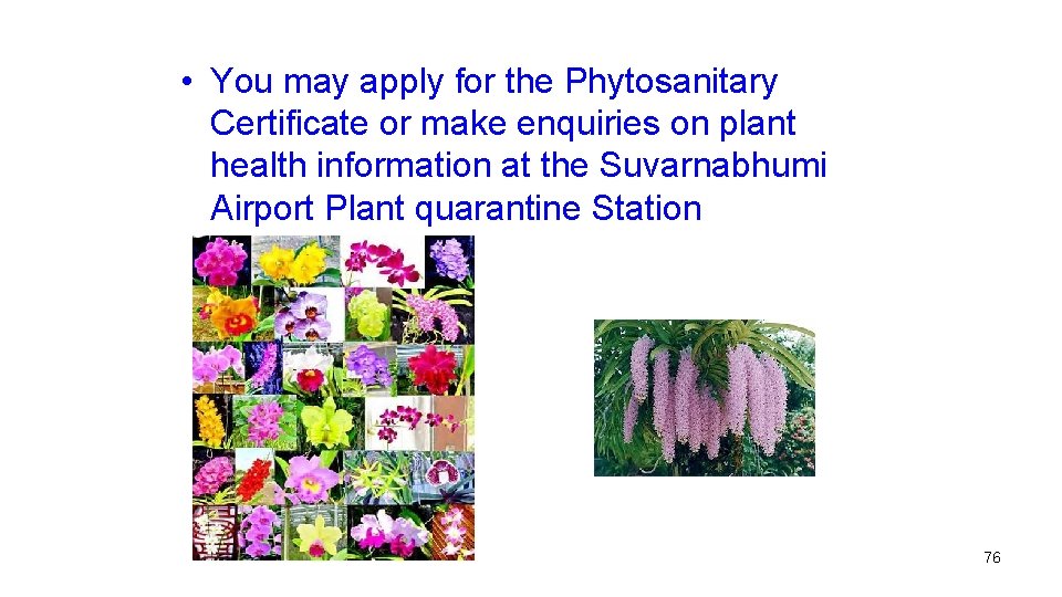  • You may apply for the Phytosanitary Certificate or make enquiries on plant