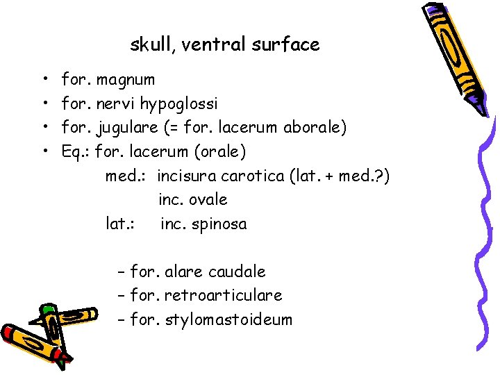 skull, ventral surface • • for. magnum for. nervi hypoglossi for. jugulare (= for.