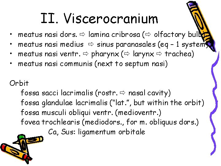 II. Viscerocranium • • meatus nasi dors. lamina cribrosa ( olfactory bulb) medius sinus