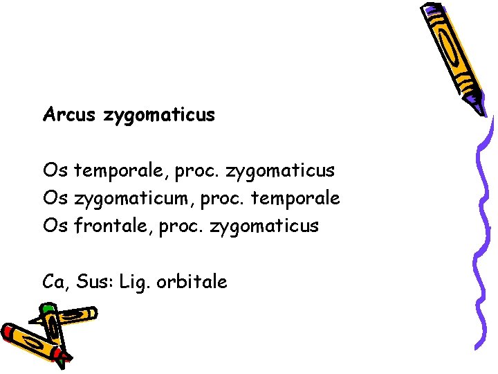 Arcus zygomaticus Os temporale, proc. zygomaticus Os zygomaticum, proc. temporale Os frontale, proc. zygomaticus