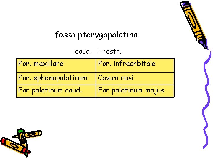 fossa pterygopalatina caud. rostr. For. maxillare For. infraorbitale For. sphenopalatinum Cavum nasi For palatinum