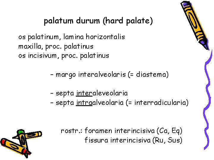 palatum durum (hard palate) os palatinum, lamina horizontalis maxilla, proc. palatinus os incisivum, proc.