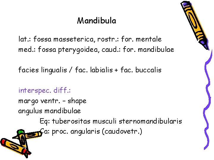 Mandibula lat. : fossa masseterica, rostr. : for. mentale med. : fossa pterygoidea, caud.