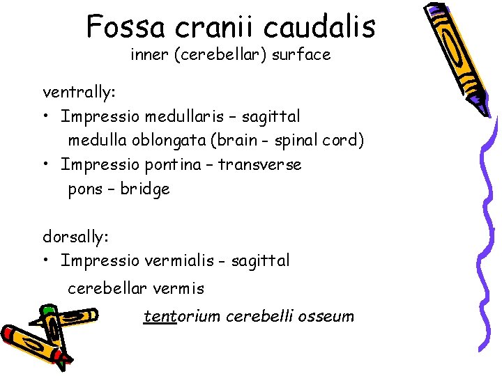 Fossa cranii caudalis inner (cerebellar) surface ventrally: • Impressio medullaris – sagittal medulla oblongata