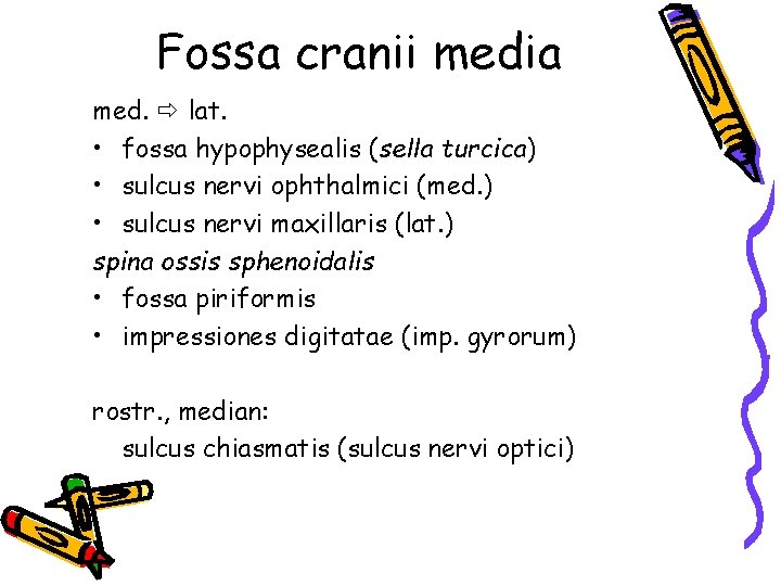 Fossa cranii media med. lat. • fossa hypophysealis (sella turcica) • sulcus nervi ophthalmici