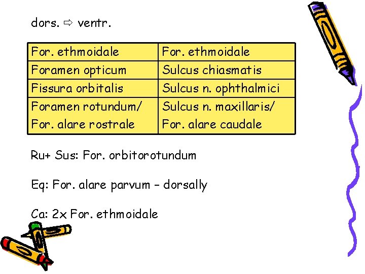 dors. ventr. For. ethmoidale Foramen opticum Fissura orbitalis Foramen rotundum/ For. alare rostrale For.