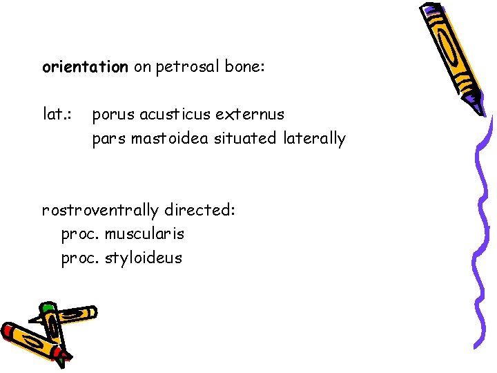 orientation on petrosal bone: lat. : porus acusticus externus pars mastoidea situated laterally rostroventrally