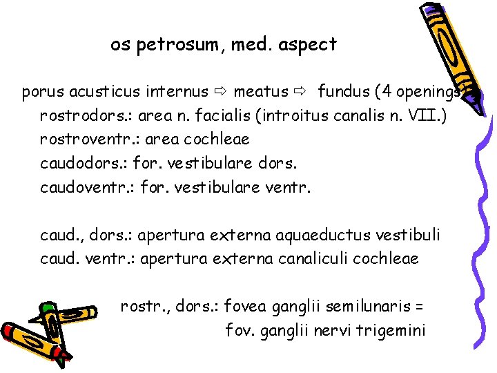 os petrosum, med. aspect porus acusticus internus meatus fundus (4 openings) rostrodors. : area